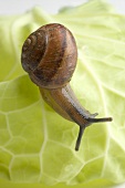 Snail on white cabbage leaf (close-up)