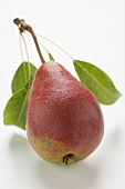 Red pear with stalk and leaves