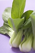 Fresh pak choi