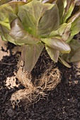 Red lettuce plant with roots and soil