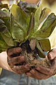 Hands holding red lettuce plant with roots and soil