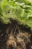 Lettuce plant with roots and soil