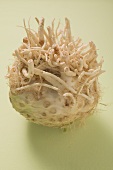 A celeriac root