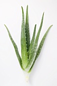 Aloe Vera auf weißem Untergrund