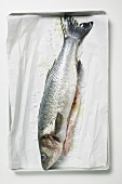 Fresh sea bass with salt on paper