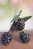 Fresh blackberries on stalk