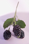 Blackberries on stalk with leaves
