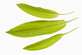 Three ramsons (wild garlic) leaves