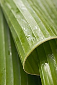 Rolled banana leaves (close-up)