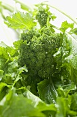 Fresh broccoli rabe (detail)