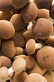 Pioppini mushrooms from Italy (full-frame)