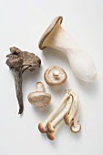 Black chanterelle, shiitake, pioppini & king oyster mushroom