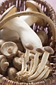 Various types of mushrooms in basket (detail)