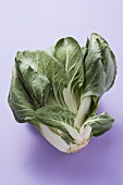 Fresh pak choi on purple background