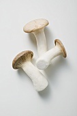 Three king oyster mushrooms