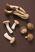 King oyster mushrooms, pioppini and shiitake mushrooms