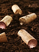 Several wine corks on soil