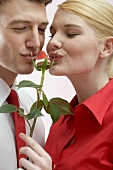 Couple kissing chocolate-dipped strawberry on rose stalk