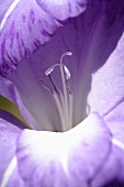 Iris flower (close-up)