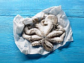 Octopus on paper on blue painted wooden background