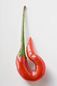 Curled red chilli