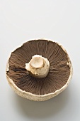 Portobello mushroom from below