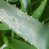 Aloe vera plant with drops of water (close-up)