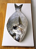 Fresh sea bream