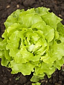 Lettuce in garden (overhead view)