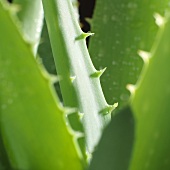 Aloe Vera Blätter (Close Up)