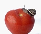 Kleine Schnecke auf Tomate
