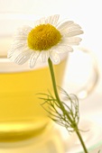 Chamomile flower in front of cup of chamomile tea