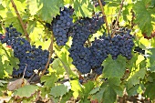 Red wine grapes on the vine