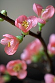 Kirschblüten am Zweig (Close Up)