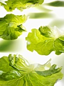 Several lettuce leaves