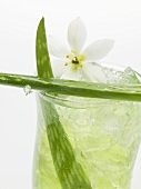 Aloe-Vera-Saft mit Eiswürfeln (Close Up)