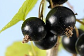 Blackcurrants on branch with leaves