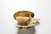 A clam, opened