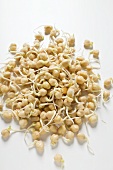 Chick-pea sprouts (overhead view)