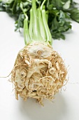 A celeriac root