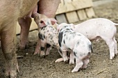 Schwein mit Ferkeln vor dem Stall im Freien