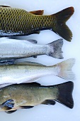 Tail fins of four different freshwater fish