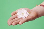 Hand hält eine weiße Blüte