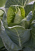 Pointed cabbage (close-up)