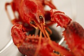Cooked freshwater crayfish (close-up)