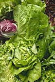 Various lettuces and salad vegetables (full-frame)