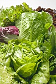 Various lettuces and salad vegetables (detail)