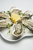 Fresh oysters with lemon on crushed ice