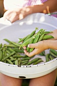 Child's hands putting freshly picked pea pods in bowl