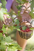 Woman picking redcurrants